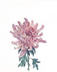Chrysanthemum Print Flower Drawing Chrysanthemum Drawing Chrysanthemum Watercolor