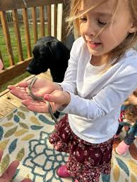 Newborn wandering garter snake found near Niwot