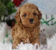 Pin On Puppy Yorkie