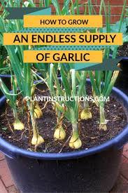How To Grow An Endless Supply Of Garlic Container Gardening Vegetables Growing Vegetables Veggie Garden