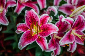 Maybe you would like to learn more about one of these? Mother S Day Plants That Are Poisonous To Pets Arh Vets
