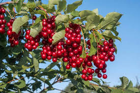 Check spelling or type a new query. 9 Of The Best Cold Hardy Cherry Trees Gardener S Path