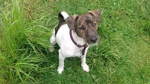 Lively and tenacious, it's easy to see why the jack russell terrier was popular as a hunting. Harvey My Jack Russell Terrier Puppy At 6 Months Old Youtube