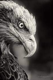30 Beautiful Pictures Of Animals Macro Photography Wildlife Photography Animal Photography All Animals Photos