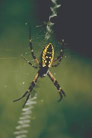 Their webs have a distinct zigzag pattern down the center and their venom is completely there is a yellow garden spider that has been living outside my front door. What Do Garden Spiders Look Like Get Rid Of Spiders Orkin