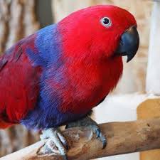With over 35 years of experience in caring for parrots and exotic birds and helping to make happy bird homes you will find what your feathered friend needs to be healthy and happy here at mybirdstore.com. Bird Kingdom Niagara Falls Canada The World S Largest Free Flying Indoor Aviary