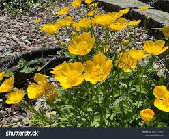 Image result for Ranunculus acris