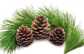 Ibrahim Saracoglu Bel Fitigi Icin Bitkisel Tedavi Kuru Bilgi Doktoru Pine Cones Nature Decor Herbal Therapy