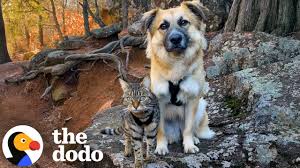 Kitten and Dog With Traumatic Pasts Become Unlikely Soulmates | The Dodo