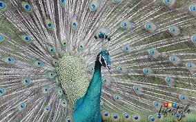 Plan to spend two to three hours here and learn more about the. Kl Bird Park Home To Over 3 000 Fascinating Birds Free Malaysia Today Fmt