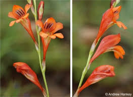 Image result for Tritonia