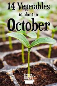 14 Vegetables To Plant In October Zone 9 Fall Garden Vegetables Planting Vegetables Vegetable Garden Tips