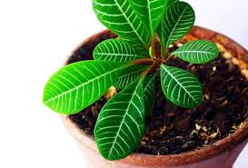 Image result for Euphorbia lissosperma