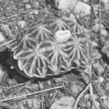 Image result for Talinum crispatulum