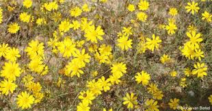 Image result for Eulophia tenella