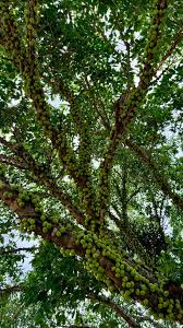 Image result for Ficus sansibarica