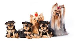 It can take up to three years for the yorkie's coat to reach its final color, and this changes again with senior dogs being more tan and gold. How Many Puppies Can A Yorkshire Terrier Have