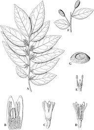 Image result for Olacaceae