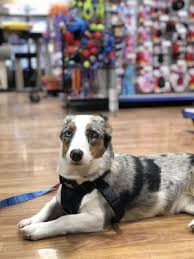 We did not find results for: Ren S Pets Depot 14 Photos Pet Stores 239 Earl Stewart Drive Aurora On Phone Number