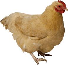 Download Chicken Png Image Hq Png Image Freepngimg Fried chicken and sauce, chicken fingers hamburger chicken nugget chicken sandwich crispy fried chicken, strips, food, chicken meat png. download chicken png image hq png image