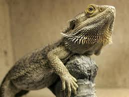 Yes, bearded dragons can swim. How To Care For Your Bearded Dragon Pet Petpact Com
