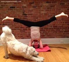 Headstand Pose And Downward Facing Dog Pose Yoga Pose Weekly Headstand Poses Dog Poses Acro Yoga