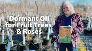 Dormant oils were first utilized to control insect pests on fruit trees, where an effective control that wasn't harmful to pollinators and was safe for ingestion by humans was needed. Dormant Oil For Fruit Trees Roses Youtube