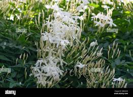 Image result for Aframomum polyanthum