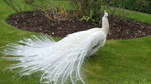 Maybe you would like to learn more about one of these? Everything You Need To Know About Pet Peacocks Pethelpful