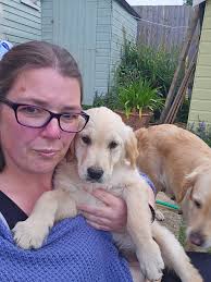 Introduction of a new golden retriever puppy