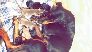 Doberman puppies for sale buffalo ny. Doberman Pinscher Puppies For Sale Buffalo Ny 302733