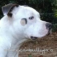 Tricolor In The American Bully Triline Kennels