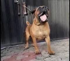 The english springer spaniel mix is not a purebred dog. Quality Boerboel Rottweiler And Cane Corso For Stud Service In Ibadan Pets Nigeria