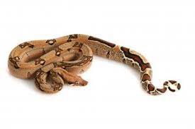 Jungle Boa For Sale Reptiles For Sale Snakes For Sale Insects For Sale Tarantulas For Sale