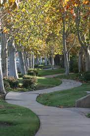 Enhance the beauty of your home! City Of Tracy Departments Management Public Works City Maintenance Operations Trees And Landscape Maintenance