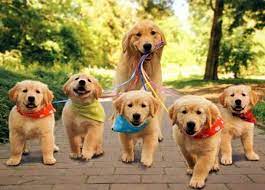 resimlerin dili chiot chien mignon