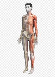 The bones of the upper limb. Female Anatomy With Muscular Skeletal System Highlighted Anatomy Hd Png Download 587x1200 5448432 Pngfind