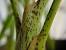 Areca Palm Spider Mites