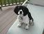 English Springer Spaniel Black And White Spaniel