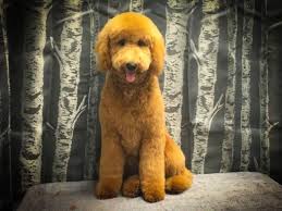 The goldendoodle teddy bear cut: Gallery Wags To Riches Dog Grooming