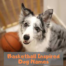 Check spelling or type a new query. Unique Nba All Star Dog Names Pethelpful