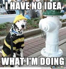 Clueless Haha Firefighter Humor Funny Dog Pictures Animals