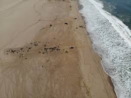 Our self catering units are well equipped with all the necessary amenities to make your stay with us comfortable and pleasurable. At Least 7 000 Of Seals Found Dead In Namibia Daily Sabah