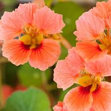 Nasturtium Seeds Vesuviusa Beautiful Garden Bloom In A Unique Color Vesuvius Nasturtiums Bloom Throughout The Summer With Bi In 2020 Nasturtium Flower Seeds Flowers