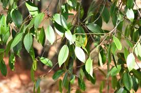 Image result for Mimusops obtusifolia