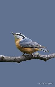 Nova Scotia Bird With Red On Back Of Head Red Breasted Nuthatch Looking Up Iphone Case By Hummingbirds Nuthatch Backyard Birds Birds