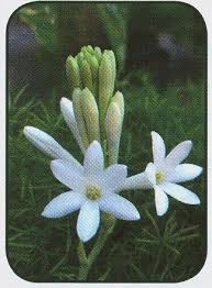 Photos and names of flowers, their meanings, and which ones not to give your valentine. Bathukamma Festival Vikaspedia