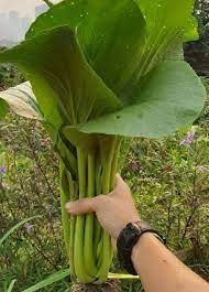 Untuk pemula, saya cadangkan kita menanam kangkung, bayam dan sawi kerana tanaman ini sangat senang tumbuh ada yang guna tanah campur, tanah bakar ataupun kompos sebagai media dalam pasu kita. Teknik Tanam Sawi Gergasi Campur Benih Dengan Sedikit Pasir Jarakkan 10cm Setiap Pokok Mingguan Wanita