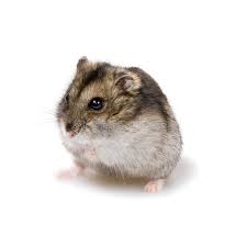 Campbell's dwarf russian hamsters are nocturnal but may be. Russian Dwarf Hamster Rebel Pets