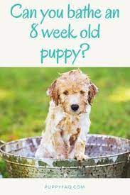 Can You Bathe An 8 Week Old Puppy Find Out The Discussion In This Article Plus Some Extra Tips And Tricks To Keep Your Bathing A Puppy Puppies Puppy Grooming